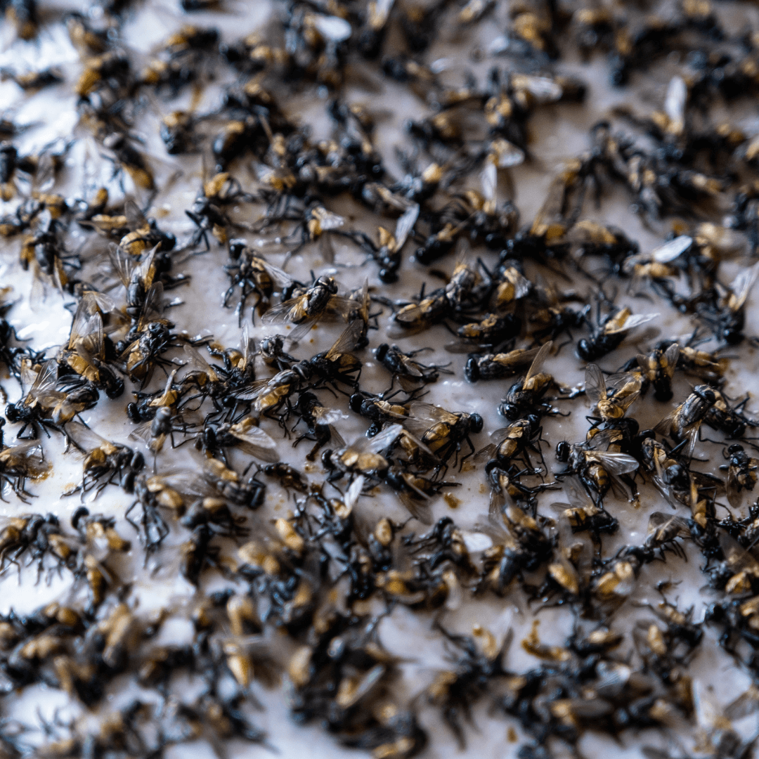 Flyer Goodbyer Jumbo Fly Trap