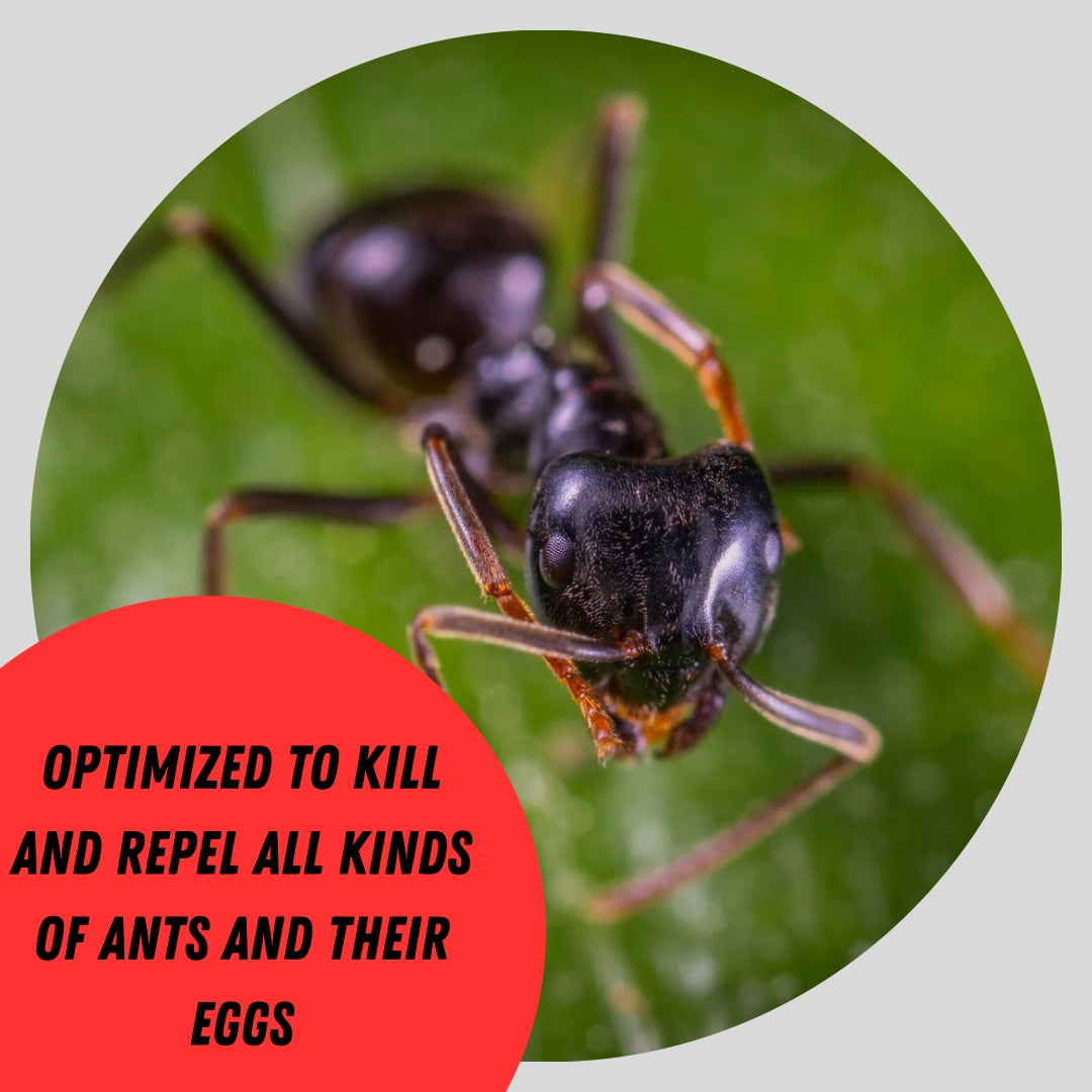 ANTI-ANT™: SAFE INDOOR / OUTDOOR ANT SPRAY
