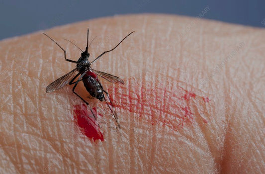 BUZZ OFF SKEETER! 7 FREE WAYS TO COMBAT MOSQUITOES