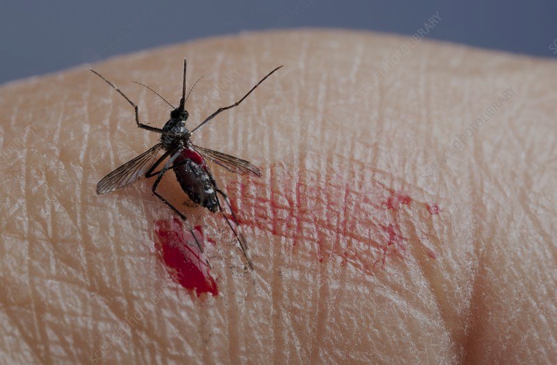 BUZZ OFF SKEETER! 7 FREE WAYS TO COMBAT MOSQUITOES
