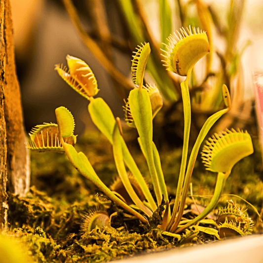 Carnivorous Plants: A Quick Guide to the Top 6, with Considerations for Cat and Dog Safety