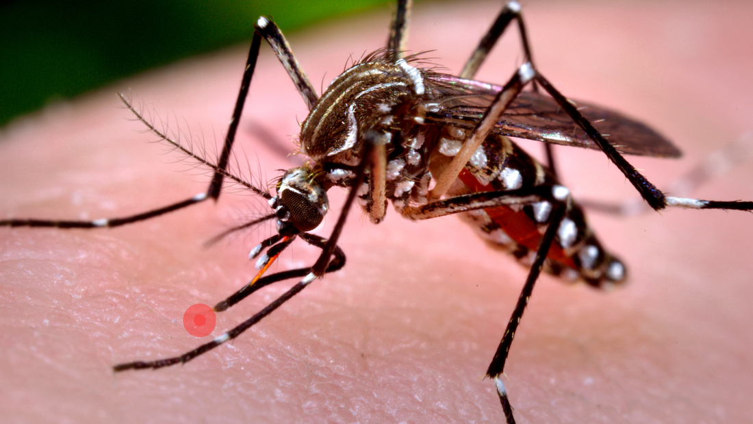 BUZZ OFF SKEETER! 6 FREE WAYS TO COMBAT MOSQUITOES