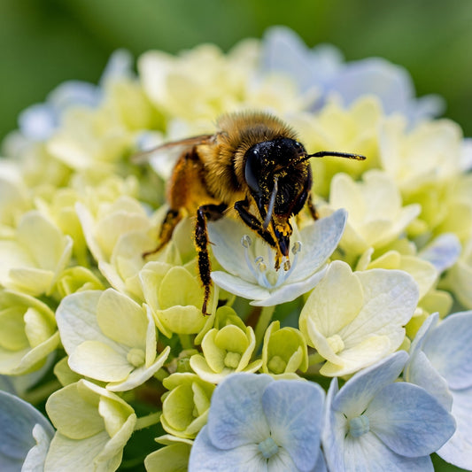 What’s Actually Driving Pollinator Decline