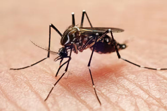 The Illnesses Mosquitoes Are Spreading All Over the United States