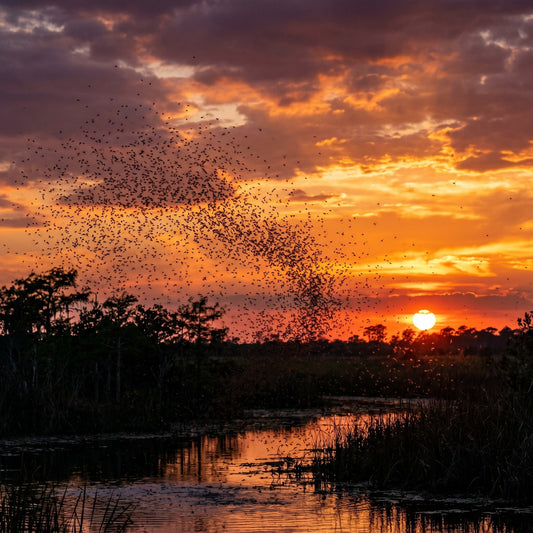 Why Spring Is the Best Time to Get Ahead of Mosquitoes