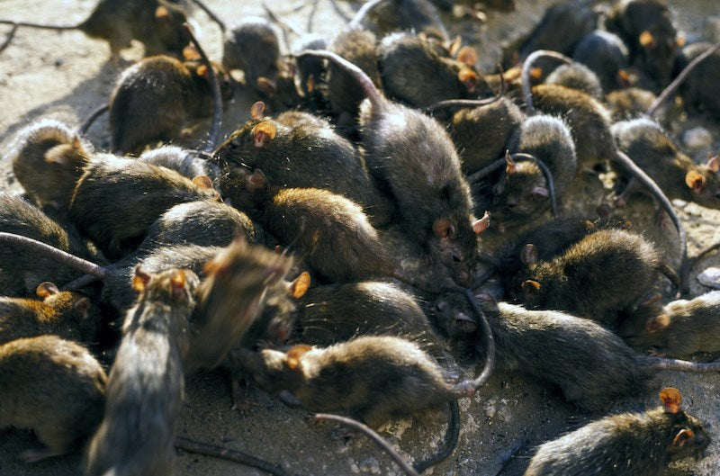Everything You Need to Know About Hantavirus