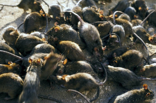 Everything You Need to Know About Hantavirus