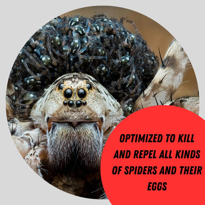 SPIDER HIDER™ SAFE INDOOR / OUTDOOR SPIDER SPRAY